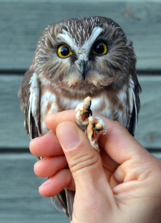 Northern Saw-whet Owl (R. Boardman photo)